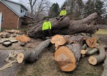 tree companies