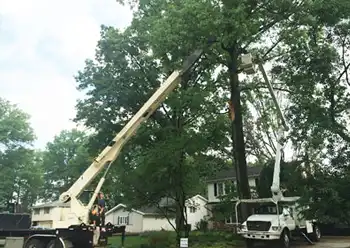 tree services