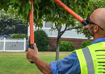 tree services