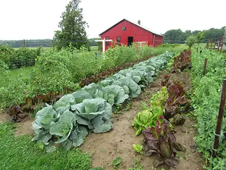 csa programs