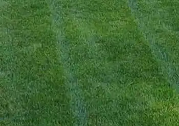 lawn fertilization
