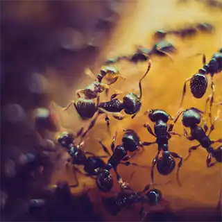 ant traps