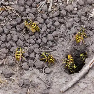 bee removal