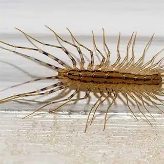 centipede traps