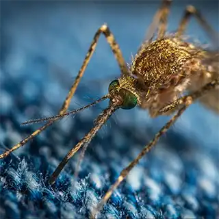 how to get rid of mosquitoes
