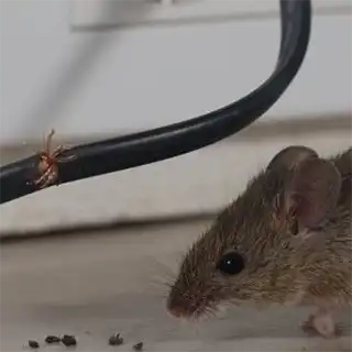 mice exterminators