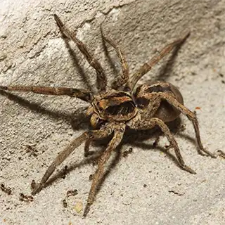 spider removal near me