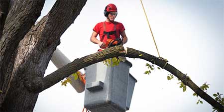 Jk Tree Service- Madison, Ohio - Tree assessment, Tree pruning, Tree topping, Tree removal, Tree stump removal, Tree stump grinding, Crane Service