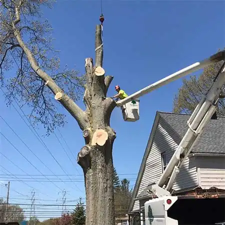 tree removal