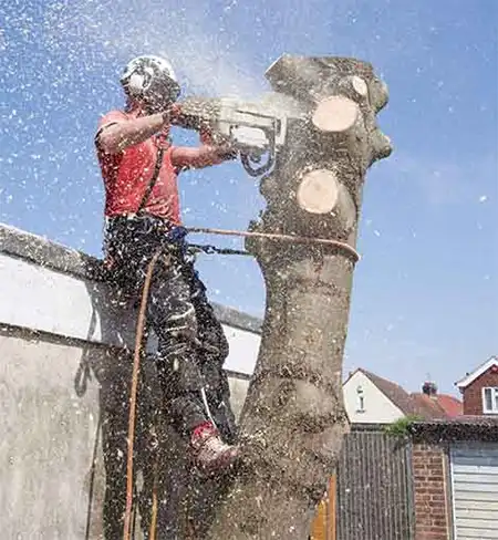 tree removal