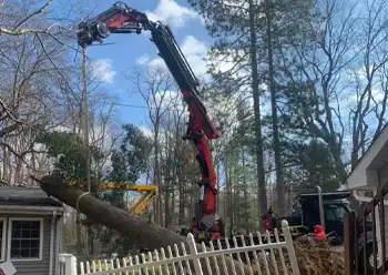 emergency tree removal