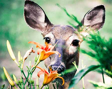 En Garde Deer Defense - Brecksville, Ohio - Deer repellent spraying service with dramatic results - Stop deer damage