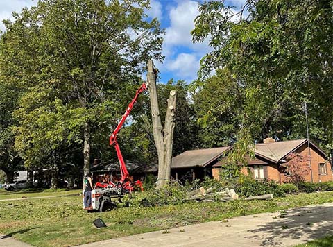 College Tree Removal, LLC - Northeast Ohio - Tree Service & Stump Grinding. Fully Insured with over 20 years experience.