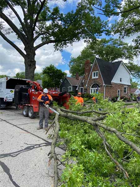Seymour Tree Service - Northeast Ohio - Tree Removal, Tree Trimming & Stump Removal. Free Estimates, Senior Discounts, Fully Insured