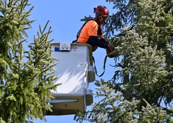 tree trimming