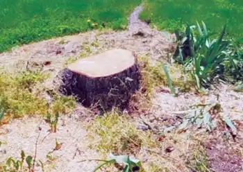 stump grinding near me