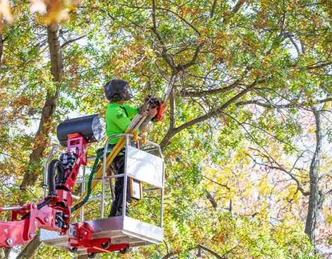 tree removal service