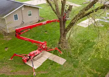tree trimming