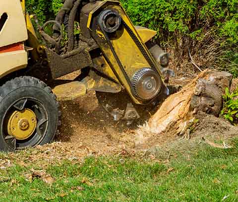 The Stump Grinder - Northeast Ohio - Tree Stumps Removed - Locally Owned & Operated - Prompt, Professional, Courteous Service
