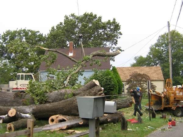 Linger's Lumberjacks - Northeast Ohio - Tree Removal, Tree Trimming, Tree Pruning, Stump Grinding, Firewood, Storm Damage Services