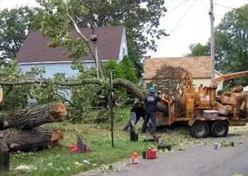 tree companies