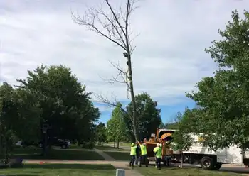 tree trimming
