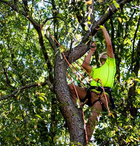 Townsend Arborcare - Northeast Ohio - Tree Pruning, Tree Removal, Stump Removal and 24/7 Emergency Storm Service