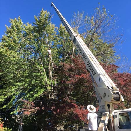 Jim Hall Tree Service - Northeast Ohio - Tree Removal and Trimming. Stump Grinding. Bonded & Fully Insured. Free Estimates.