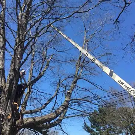 tree trimming
