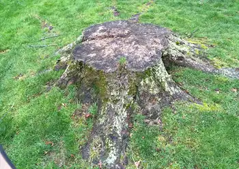 stump removal