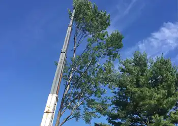 tree removal