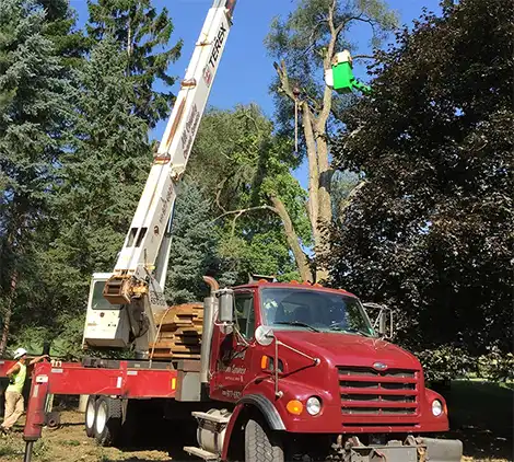 tree services