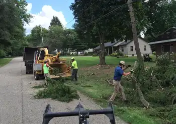 tree trimming