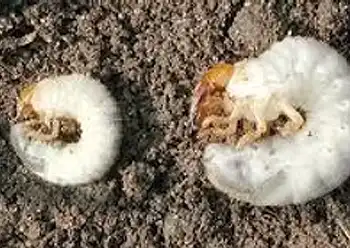 grub removal service