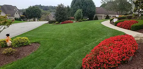 lawn fertilizer program
