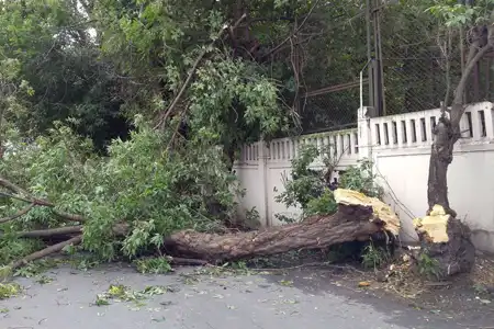 emergency tree removal