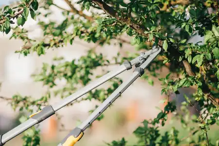 tree pruning
