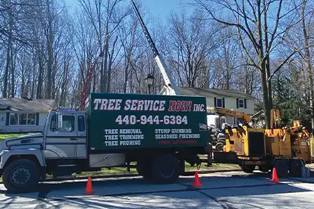 tree removal companies