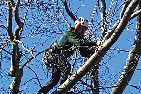 tree trimming