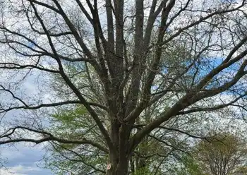 emergency tree removal