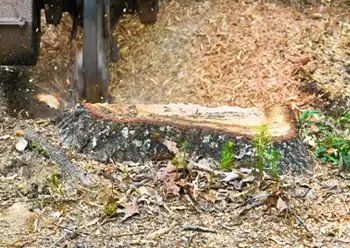 stump grinding