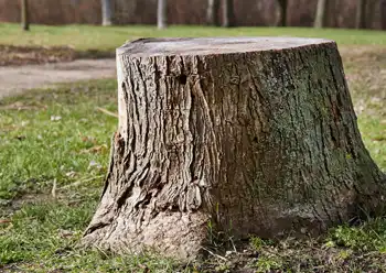 stump removal