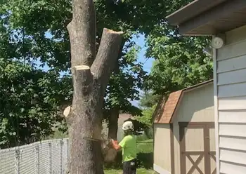 tree removal