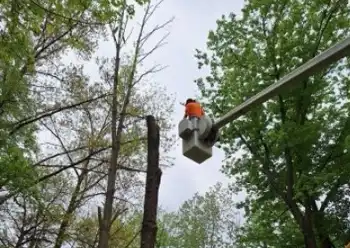 tree trimming
