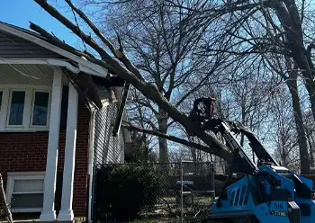 emergency Tree Removal