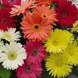 flats of flowers on sale