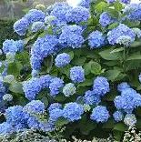 nurseries near me