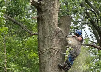 tree removal