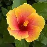 tropical plant stores